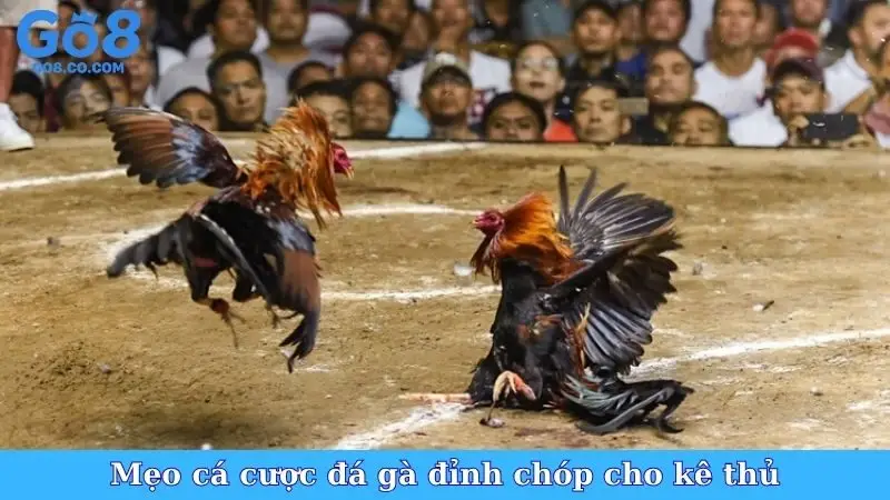Mẹo cá cược đá gà đỉnh chóp cho kê thủ