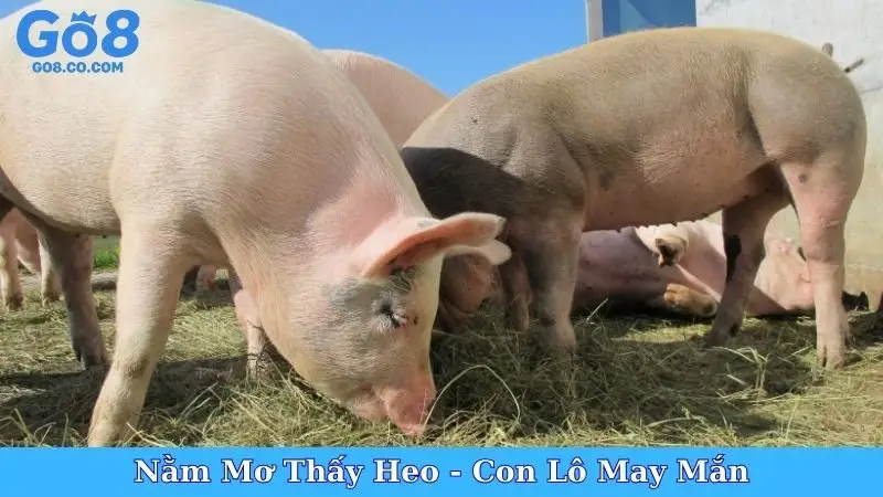 Nằm Mơ Thấy Heo - Con Lô May Mắn